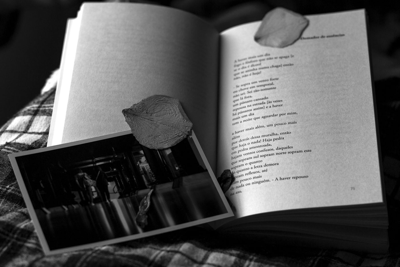 image_4541464275182425